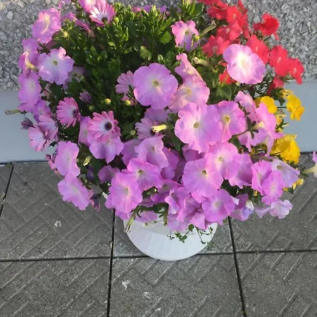 Seacrest 住宿加早餐酒店 4*